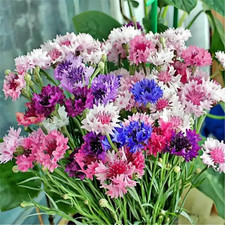 3000Pcs Cornflower Seeds Bulk Pack  Heirloom Bachelor  S Button Wildflower Seeds,
