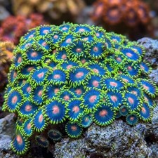 Reverse Blue Eyed Blondie Zoanthids. Live Sal...
