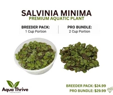 Salvinia Minima PEST FREE Floating Plant | Nitrate Remover | 1 or 2 Cup Portion