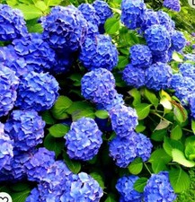 Hydrangea Mop HEAD  (Nikko Blue)  1  ltr pots ( PRUNNED BACK FOR WINTER )