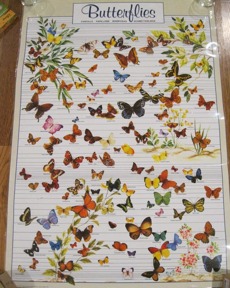 LOT OF 2  BUTTERFLY LAMINATED POSTER 1988 NUOVA ARTI MF2180 & MONARCH LIFE CYCLE