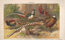 Chromo-Lithografie 1905: FASANEN. Königsfasan Buntfasan Diamantfasan Goldfasan