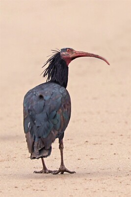 NORTHERN BALD IBIS WALDRAPP BIRD GLOSSY POSTER PICTURE PHOTO PRINT BANNER 10619