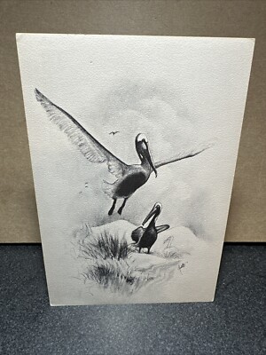 2 Birds Art Postcard By Annetta Florida Artist