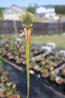 Sarracenia - 🔥🔥 (WWK x HCW) x Saurus 🔥🔥 | eBay