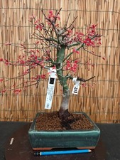 Bonsai di Acero Deshojo h 44cm Visita il mio negozio!