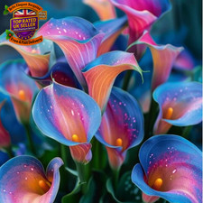 Calla Lily Bulbs.Strong Plants That Grow Well Mix Golden Jade Carving Feels Bea
