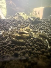 Long Fin Green Dragon Plecos