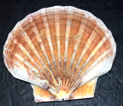 VINTAGE, NATURAL SCALLOPED FAN, HALF-CLAM SEASHELL (5.25''), Pre-Owned, Box 2 #11