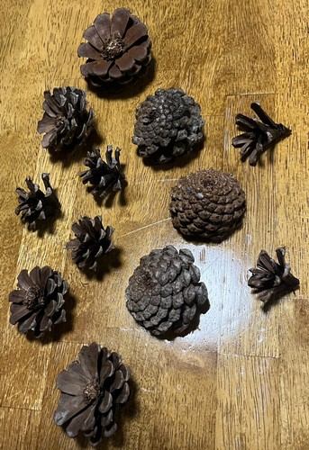 1 Dozen Pine Cone Flowers/Pine Cone Succulent-Hand Cut/Rustic - Bild 15 von 19