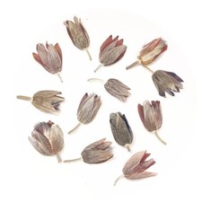 12PCS Real Pressed Dry Flower with stem for art Craft FHT13
