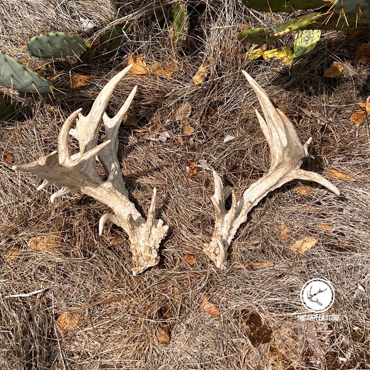 Trophy Antlers For Sale Deer Antler Store