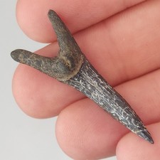 Scapanorhynchus 0.00