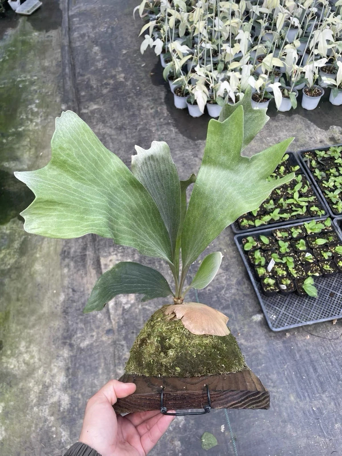 Platycerium Hillii ‘Raijin’ Deep Green Pup Mounted Staghorn Fern One Of A Kind
Opens in a new window