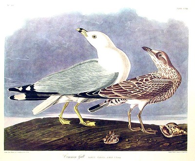 John James AUDUBON / Common Gull From The Birds of America Amsterdam Edition