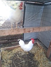 RARE frost white Legbar 6 FERTILE Hatching Eggs