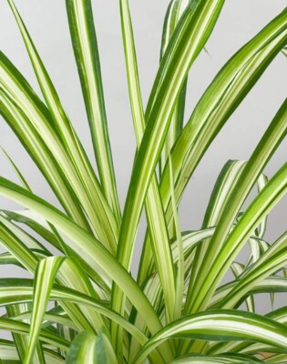 Spider Plant Medium Size Plant in Grower Pot. Indoor Live Houseplant. Great  Gift | eBay
