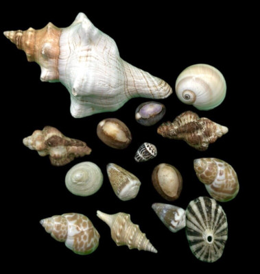 Vintage Mixed Rare Seashell Lot Various Species & Sizes Collectors Estate A12