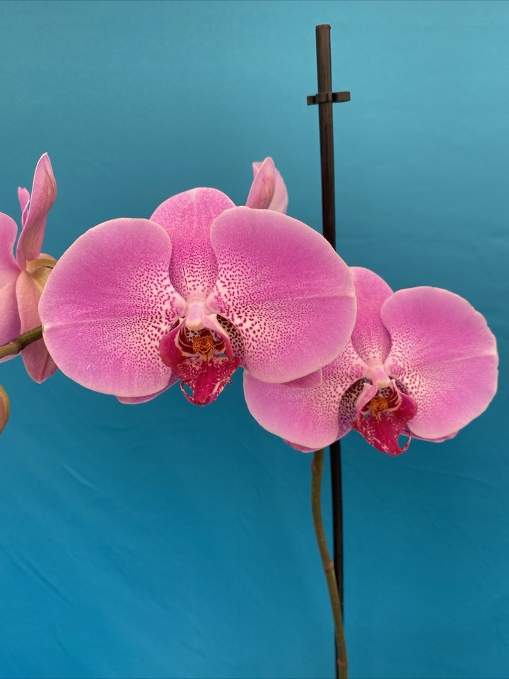 Phalaenopsis NOID Orchid Merlot Pink White Bloom Size 4” Pot Windowsill