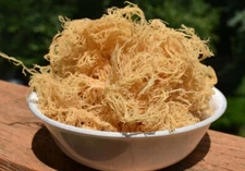 SEA MOSS IRISH MOSS  MINERAL RICH GOLD WILDCRAFTED ST LUCIA