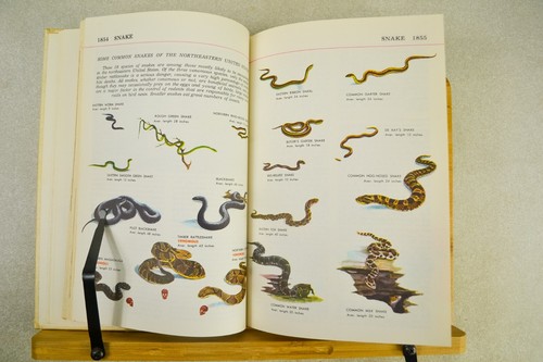 Audubon Nature Encyclopedia 7th Printing c1965 Hardcover Volume 10 - Picture 6 of 12