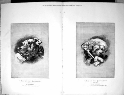 Original alter antiker Druck 1882 Portrait Dogs Corporation Sheriff Macebearer
