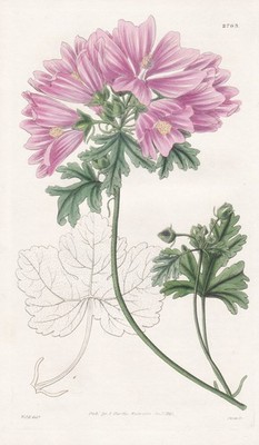 Malva morenii mallow Blume botany Botanik engraving Kupferstich Curtis 2793