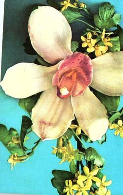  Vintage Postcard Exotic Orchid Flower Botanical Close-Up Floral View