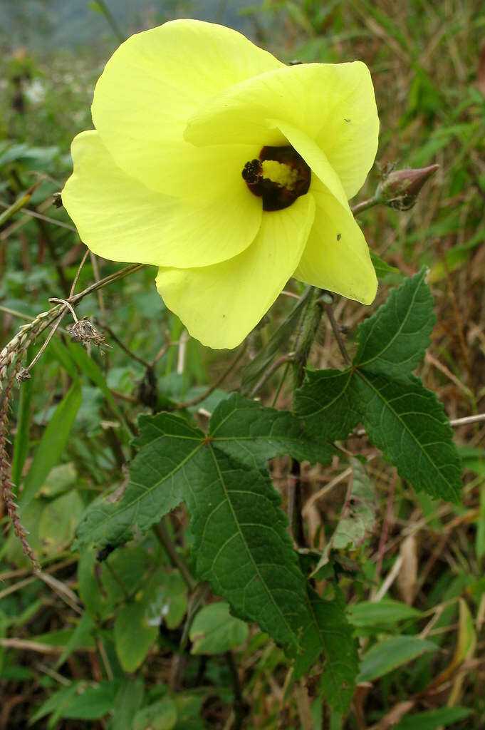 Ambrette Abelmoschus Moschatus musk mallow Okra - 100 Sementes | eBay