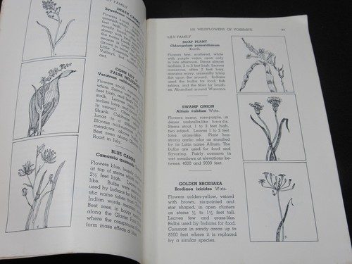 101 Wild Flowers of Yosemite Nature Notes Magazine 1948 Special Number Botany - Picture 4 of 8