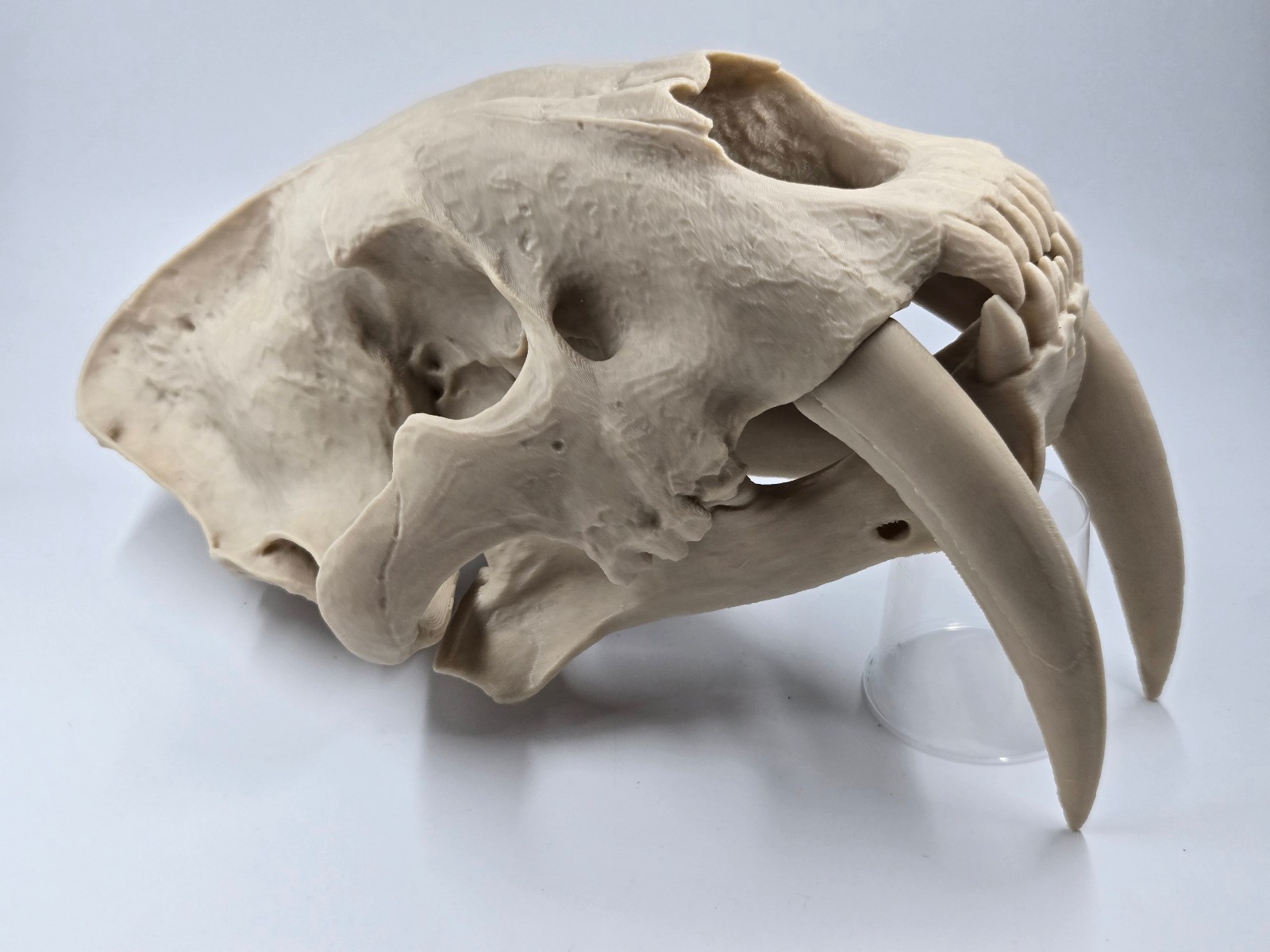 Saber-tooth Tiger Skull Exact Replica, Full Size, Smilodon fatalis