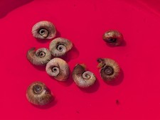 10x Marsh ramshorn freshwater snail native aquarium pond