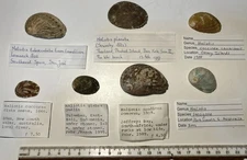 Haliotis sp. 7 species.  Great Shape