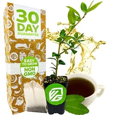 Dwarf Yaupon Holly Shrub - Native Caffeinated Tea - Ilex - Live Plant