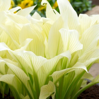 Funkie WHITE FEATHER, im Topf