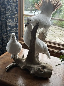 White Ptarmigan Bird Taxidermy Trio Natural Table Mount on Driftwood Sculpture