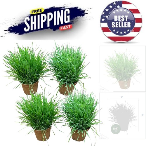 Live Wheatgrass 4 Plants Pack Pet Health Indoor Outdoor 6 Tall Herb Veg