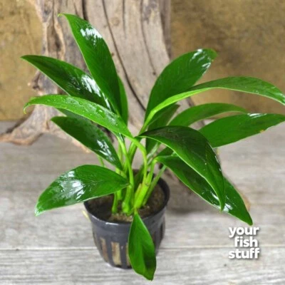 Anubias congensis Live Aquarium Plants Low Light **BUY 1 GET 1 at 50% OFF POTTED