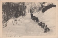 Algoma Winter Dogsledding Thessalon Ontario Postcard
