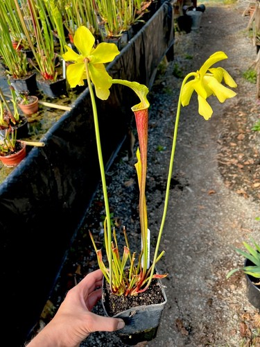 Sarracenia Flava Red x Alata Black (carnivorous pitcher plant) - Picture 8 of 9
