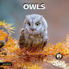 2026 Wall Calendar,Calendar 2026, November 2025 - December 2026, Wall Calendar O