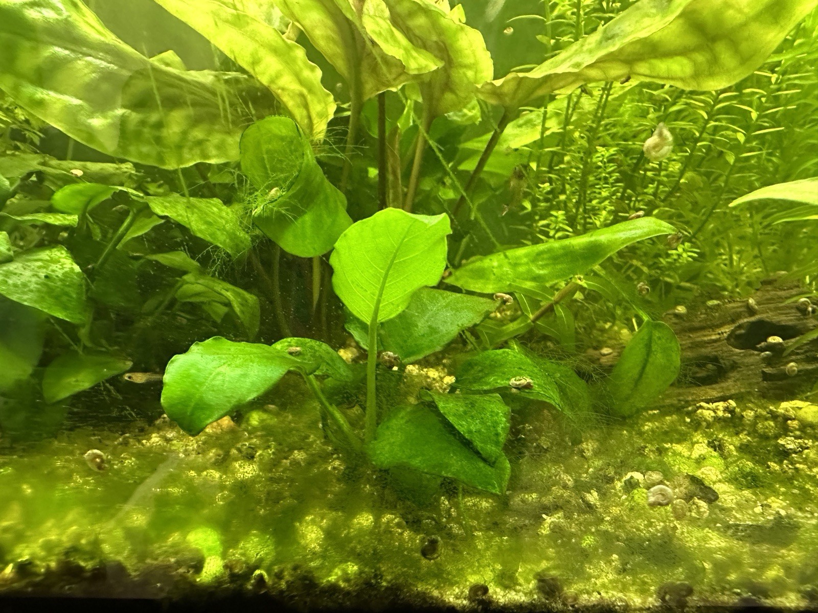 Lotto POTATURE Piante Vere foglia larga Per Acquario
