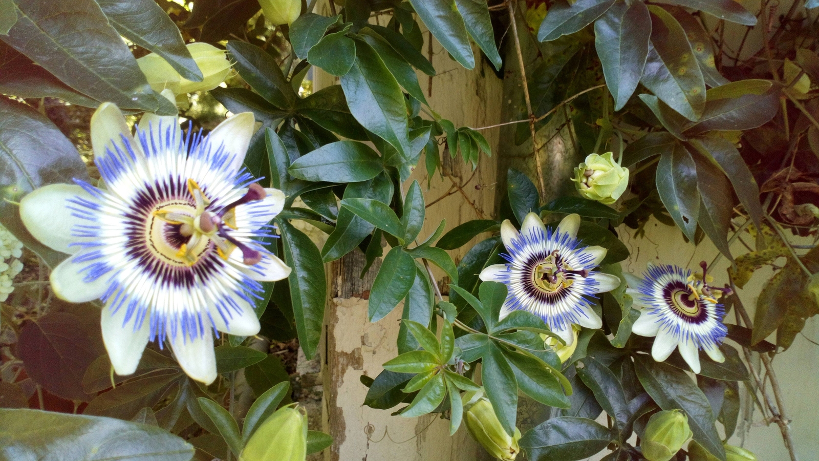 Graines de Passiflore Fleur Bleue Brise-Vue Naturel Extérieur - 3