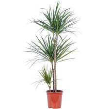 Drachenbaum 3-Stamm - Dracaena marginata - ca. 115 cm hoch, Topf-Ø 21 cm