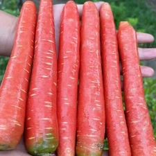 1000pcs Red Fruit Carrot Seeds Sweet and Juicy Heirloom Variety for Home Gardens
