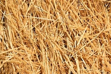 1/2 Pound Natural Wheat Straw for Animal Bedding, Garden Mulch & Compost