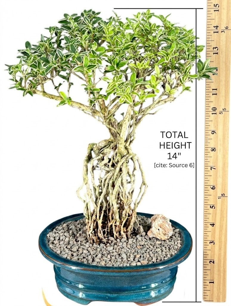 Mount Fuji Serissa Bonsai Tree 15
