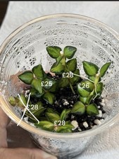 Hoya chinghungensis variegated lightly rooted🌿