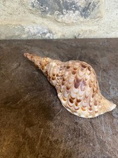 Coquillage Triton Charonia Tritonis Décoration