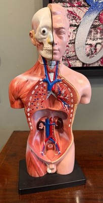 Vintage anatomische medizinische Studie der inneren Organe des menschlichen Torso Muskeln & Gehirn